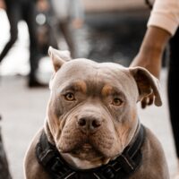 California’s Strict Liability Law Why Dog Owners Are Always Responsible California’s Strict Liability Law Why Dog Owners Are Always Responsible