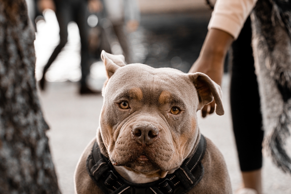California’s Strict Liability Law Why Dog Owners Are Always Responsible